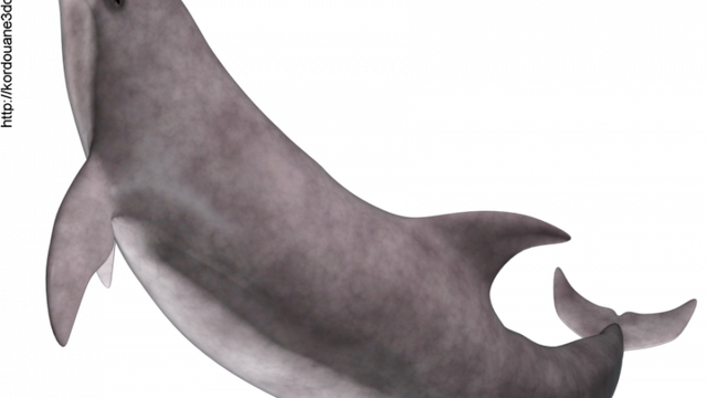 Tube de dauphin (image-png-render)