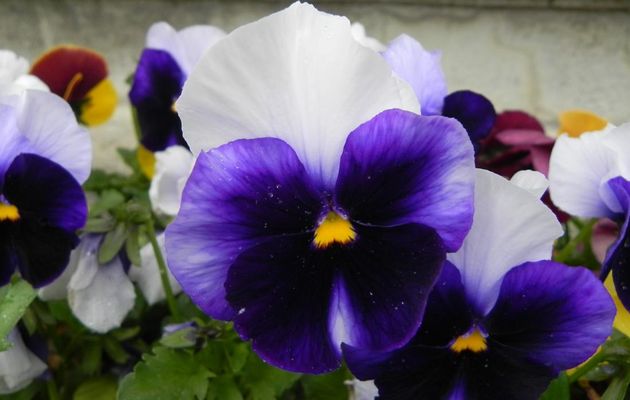 une pensée pour la vie en bleue !