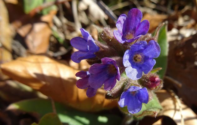 Le 24 mars: balade fleurie au Séran