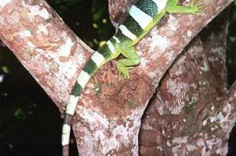 Brachylophus bulabula