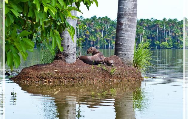 Loutre géante du Brésil (Pteronura brasiliensis) - Lac Sandoval - Pérou