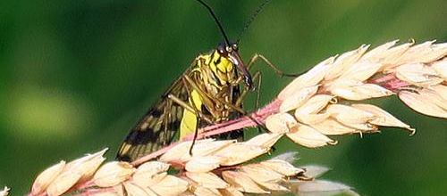 Grandeur Nature - Les Insectes maître du monde