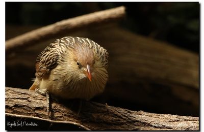 Guira cantara  (Parc animalier des Pyrénées)