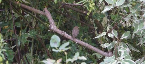 Devinez qui prend son bain !