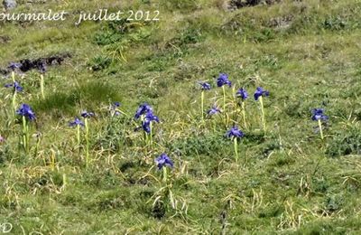 Iris latifolia   -   iris des Pyrénées