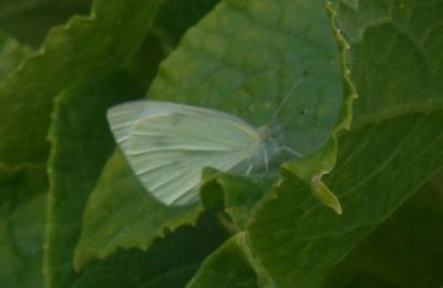 Petite faune du jardin