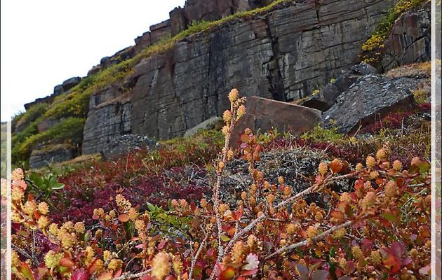 Bouleaux nains arctiques, Arctic dwarf birchs (Betula nana) parés toutes leurs couleurs automnales - Edinburgh Island - Nunavut - Canada