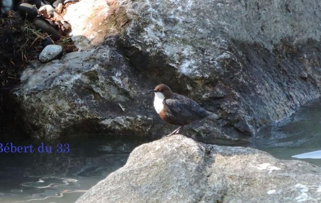 un bel oiseau au lac des Gaves 