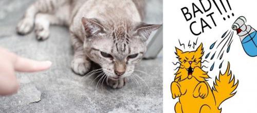 Punir son chat en l'arrosant ?