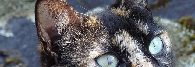 Dimanche c'est chat 