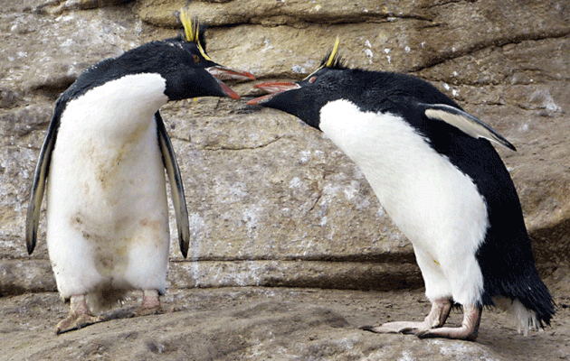 Animation gif : Mignons mais teigneux les Gorfous sauteurs ! - Saunders Island - Falkland Islands, Iles Malouines, Islas Malvinas