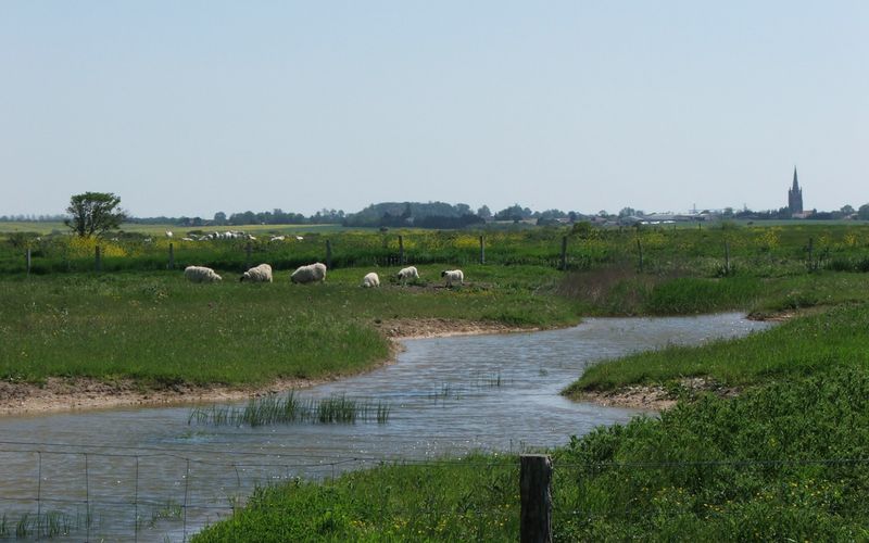 le marais de Moëze dept 17