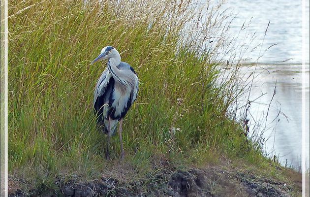 Héron cendré, Grey Heron (Ardea cinerea) - La Couarde-sur-Mer - Ile de Ré - 17