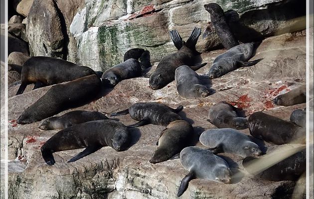 Colonie d'Otaries à fourrure australes, South American fur seal (Arctocephalus australis) - New Island - Falkland (Malouines, Malvinas) - Grande-Bretagne