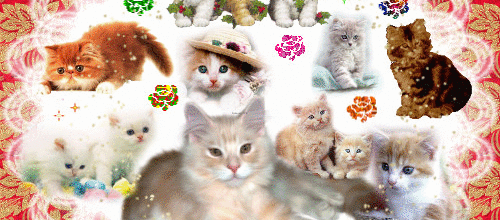 CADRE CHATS