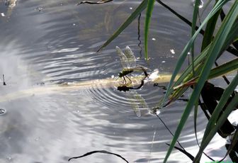 une libellule qui pond 