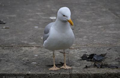 Jardin des Tuileries : Goéland argenté 