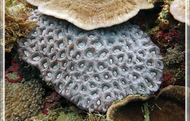 Grande étoile de corail, Larger star coral (Favites paraflexuosus) - Beangovo - Tsarabanjina - Mitsio - Madagascar