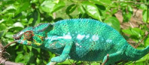 Caméléon