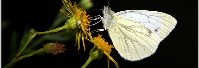 Papillons (1)