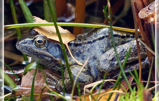 Gragnotte (grenouille) rousse mâle en tenue de camouflage - Lartigau - Milhas - 31