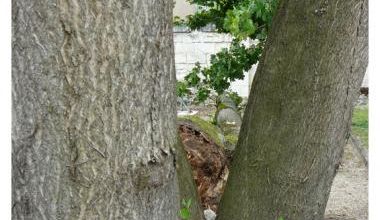 Après les nids, les arbres - After the nests, the trees