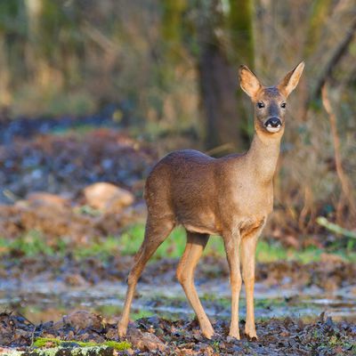 Profitons du soleil.. chevrette en forêt de Fontainebleau. Janvier 2025.