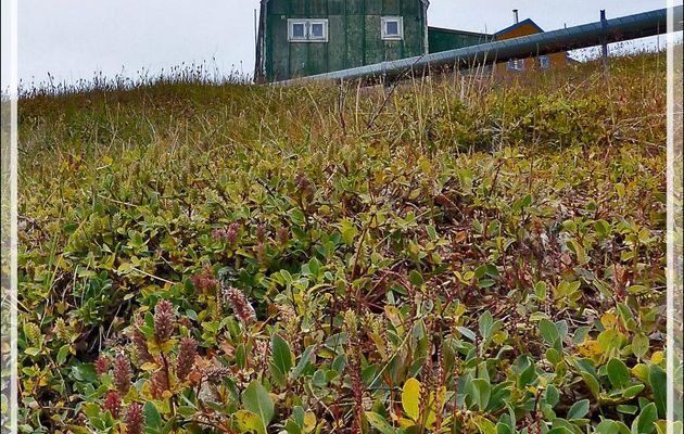 Aperçu de la végétation polaire - Kullorsuaq - Qaasuitsup - Groenland