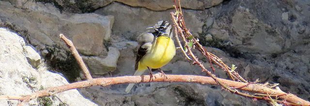des oiseaux si beaux