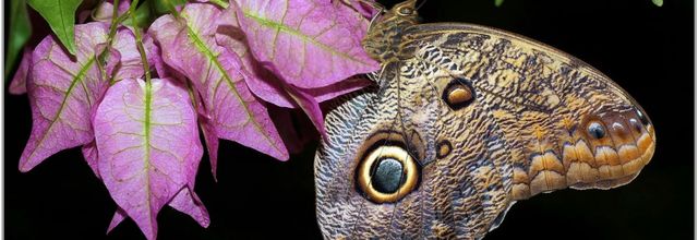 Caligo (2) - Papillon Hibou