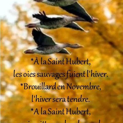 Dictons * Fête Hubert * grille prénom !