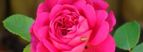 A rose is born : Princess Anne