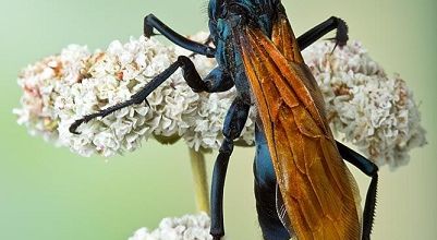 Calcul de la souffrance causée par une piqure d'insecte ... 