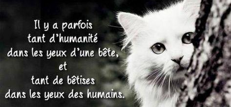 Humanité animale
