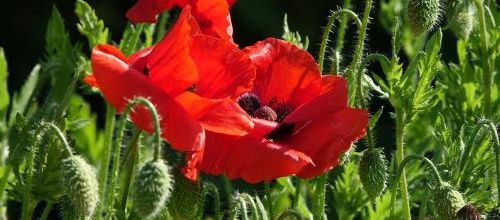 Gloire au coquelicot
