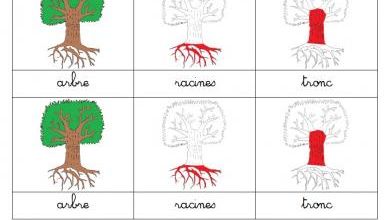 Cartes de nomenclature de l'arbre