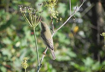 L'oiseau du jardin