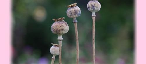Seeds of Love 2017 - Ma sélection