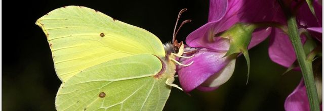 Citron (1) - Gonepteryx rhamni
