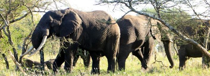 Les éléphants, hippopotames, crocodiles, girafes et zèbres du Sérengeti