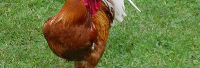 Le coq s'étrangle (A & A et Cie n° 87)
