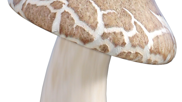 Tube de champignon (Render-image-png)