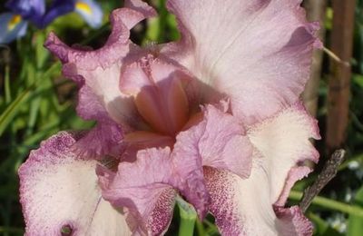 Iris purifiait Héra de parfums….