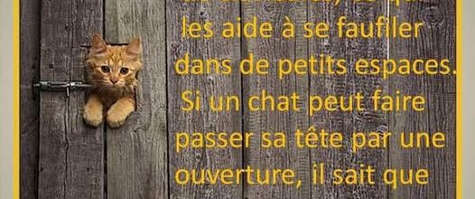 Les chats n'ont pas de clavicules