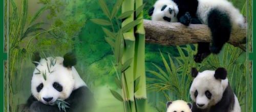  Jolis pandas .
