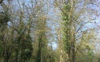 CHEMIN DE CAMPAGNE