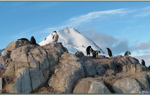 Cohabitation plus ou moins pacifique (voir vidéo dans l'article suivant) entre manchots papous et cormorans impériaux - Ile Goudier - Neumayer Channel - Péninsule Antarctique