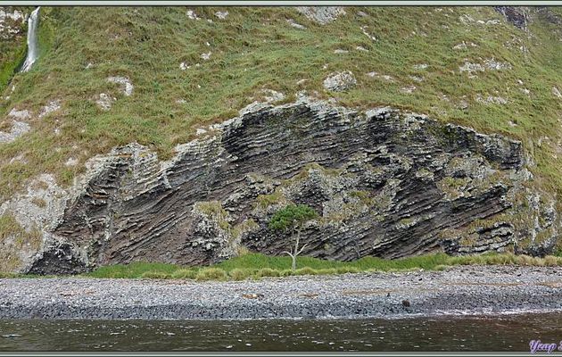 L'arbrisseau d'Inaccessible Island - Tristan da Cunha