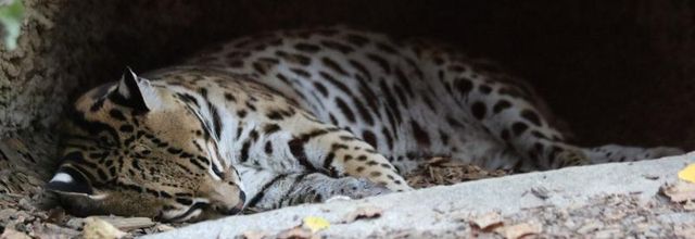 PARC ANIMALIER DES PYRÉNÉES (3/3)