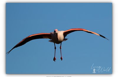 Salut des ailes, révérences... une période à ne pas rater !